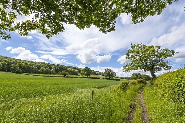 A beautiful day along the Chiltern Walk, The Chilterns, Buckinghamshire, England, United Kingdom, Europe