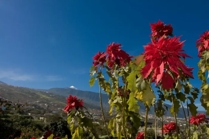 Framed Print : Beautiful flowers in front of the volcano El Teide, Tenerife, Canary Islands Framed Print : Beautiful flowers in front of the volcano El Teide, Tenerife, Canary Islands