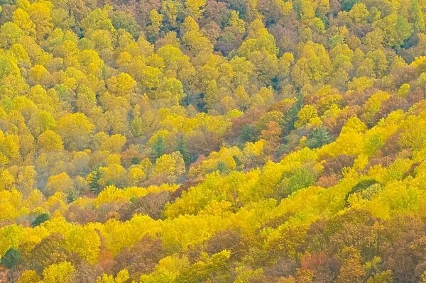 Beautiful foliage in the Indian summer, Blue Ridge Mountain Parkway, North Carolina