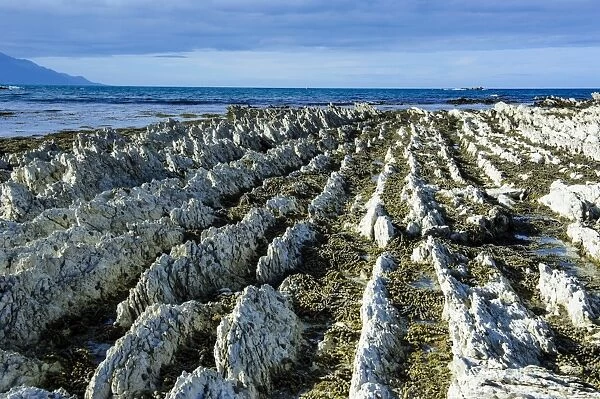 Beautiful limestone formations on the Kaikoura Peninsula, South Island, New Zealand, Pacific