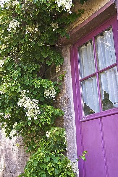 Beautiful mauve painted door with flowering creeper plant, Dinan, Brittany, Cotes d Armor, France, Europe