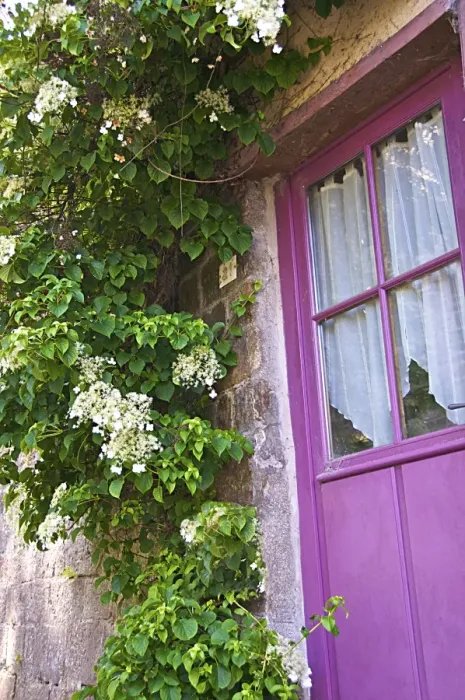 Framed Print : Beautiful mauve painted door with flowering creeper plant, Dinan, Brittany, Cotes d Armor, France, Europe Framed Print : Beautiful mauve painted door with flowering creeper plant, Dinan, Brittany, Cotes d Armor, France, Europe