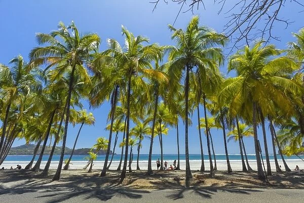 Beautiful palm fringed white sand Playa Carrillo, Carrillo, near Samara, Guanacaste Province, Nicoya Peninsula, Costa Rica, Central America