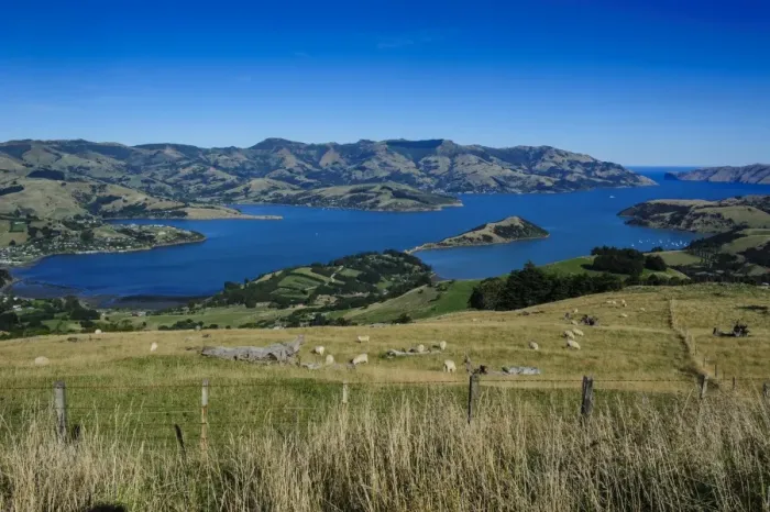 Framed Print : Beautiful scenery around Akaroa harbour, Banks Peninsula, Canterbury, South Island, New Zealand, Pacific Framed Print : Beautiful scenery around Akaroa harbour, Banks Peninsula, Canterbury, South Island, New Zealand, Pacific