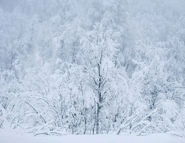 Framed Print : Beautiful Snow Covered Trees in winter, near Sorli, Island of Senja, Troms og Finnmark county, Norway, Scandinavia, Europe Framed Print : Beautiful Snow Covered Trees in winter, near Sorli, Island of Senja, Troms og Finnmark county, Norway, Scandinavia, Europe