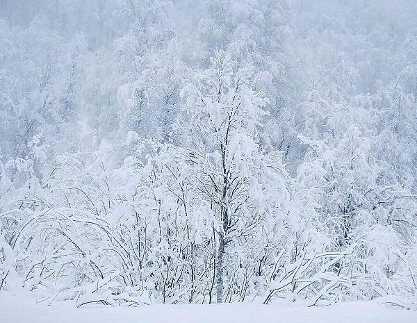 Beautiful Snow Covered Trees in winter, near Sorli, Island of Senja, Troms og Finnmark county, Norway, Scandinavia, Europe