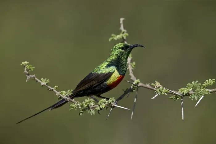 Framed Print : Beautiful sunbird (Cinnyris pulchella), male, Ngorongoro Conservation Area, UNESCO