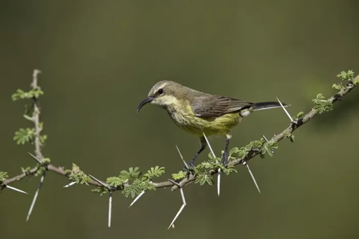 Framed Print : Beautiful sunbird (Cinnyris pulchella), female, Ngorongoro Conservation Area, UNESCO Framed Print : Beautiful sunbird (Cinnyris pulchella), female, Ngorongoro Conservation Area, UNESCO