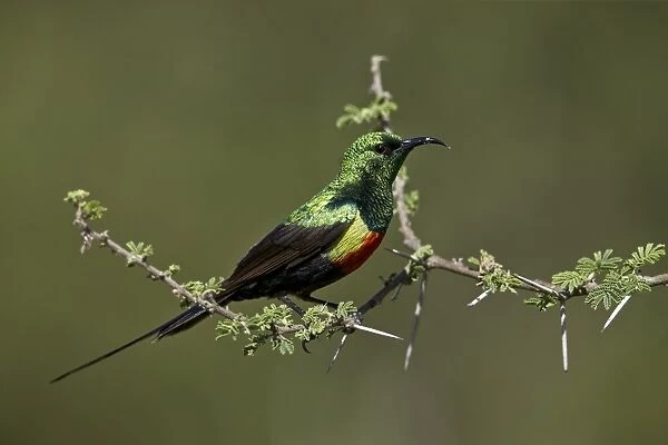 Beautiful sunbird (Cinnyris pulchella), male, Ngorongoro Conservation Area, UNESCO