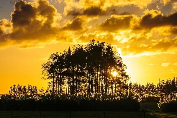 Beautiful sunset behind a bunch of trees, Northland, North Island, New Zealand, Pacific