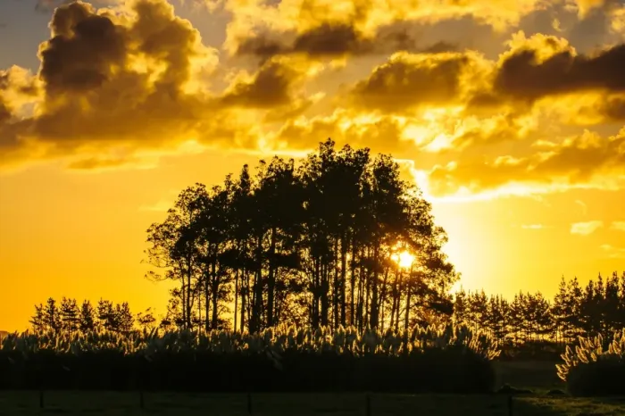 Framed Print : Beautiful sunset behind a bunch of trees, Northland, North Island, New Zealand, Pacific Framed Print : Beautiful sunset behind a bunch of trees, Northland, North Island, New Zealand, Pacific