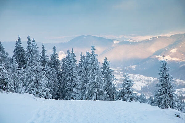 Beautiful winter landscape in Vladeasa mountains, Transylvania, Romania, Europe