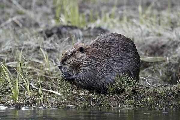 Beaver (Castor canadensis) eating an evergreen branch, Yellowstone National Park, Wyoming, United States of America, North America