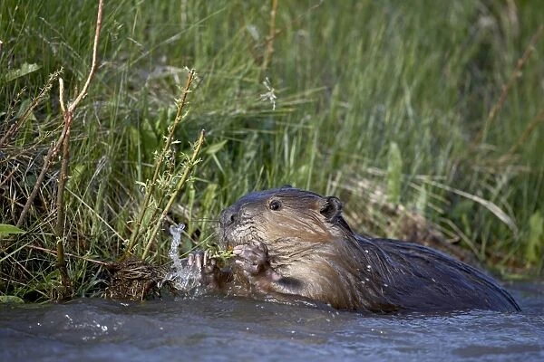 Beaver (Castor canadensis) feeding in Soda Butte Creek
