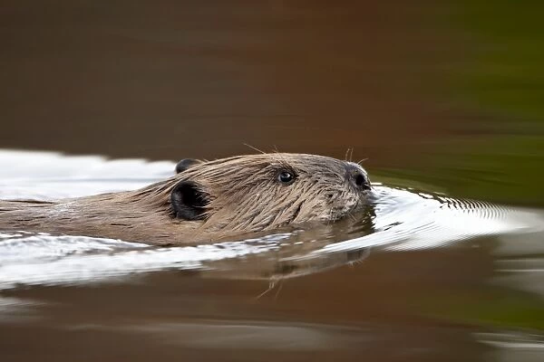 Beaver (Castor canadensis) swimming, Colorado State Forest State Park, Colorado