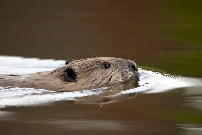 Framed Print : Beaver (Castor canadensis) swimming, Colorado State Forest State Park, Colorado Framed Print : Beaver (Castor canadensis) swimming, Colorado State Forest State Park, Colorado
