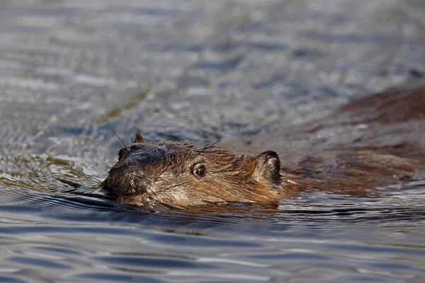 Beaver (Castor canadensis) swimming, Denali National Park and Preserve