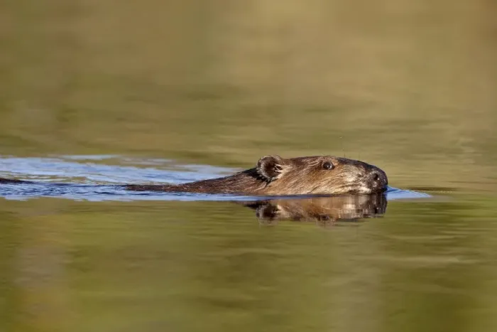 Framed Print : Beaver (Castor canadensis) swimming in a pond, Denali Highway, Alaska, United States of America Framed Print : Beaver (Castor canadensis) swimming in a pond, Denali Highway, Alaska, United States of America