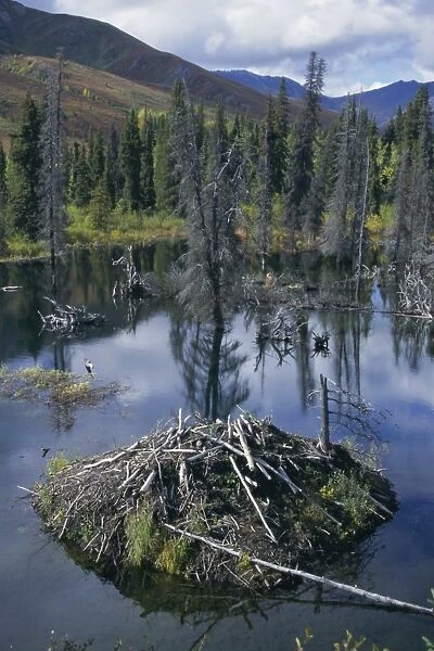 Beaver lodge in dammed pond, Ogilvie Mountains, Yukon, Canada, North America