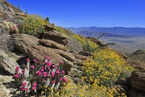 Beavertail and brittlebush, Anza-Borrego Desert State Park, Borrego Springs, San Diego County