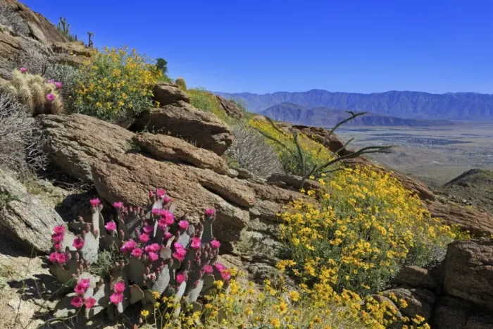 Framed Print : Beavertail and brittlebush, Anza-Borrego Desert State Park, Borrego Springs, San Diego County Framed Print : Beavertail and brittlebush, Anza-Borrego Desert State Park, Borrego Springs, San Diego County