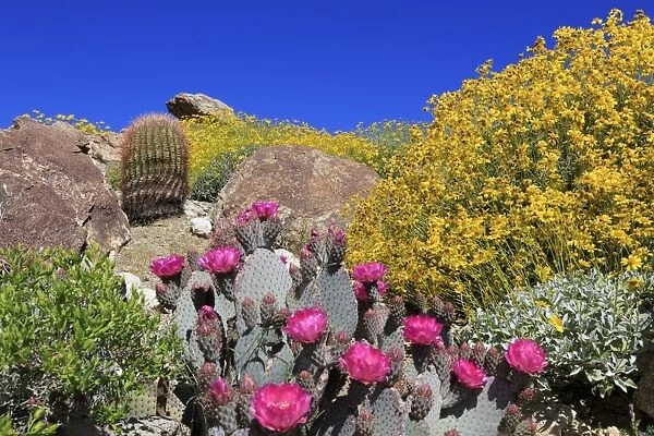 Beavertail cactus and brittlebush, Anza-Borrego Desert State Park, Borrego Springs