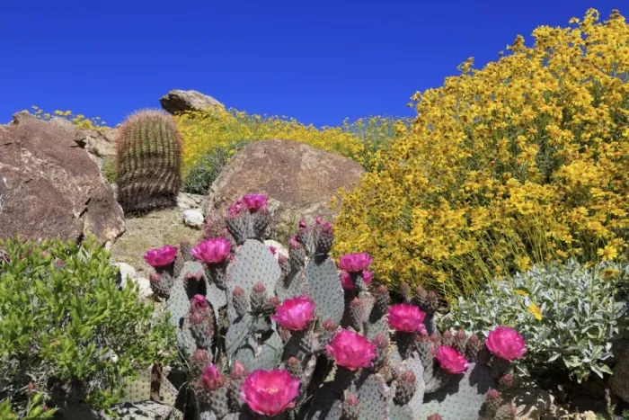 Framed Print : Beavertail cactus and brittlebush, Anza-Borrego Desert State Park, Borrego Springs Framed Print : Beavertail cactus and brittlebush, Anza-Borrego Desert State Park, Borrego Springs