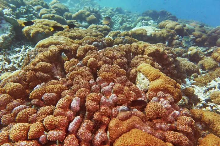 Framed Print : A bed of Sea Anemones and occasional hard corals, on a coral reef in Gaafu Dhaalu atoll, Maldives Framed Print : A bed of Sea Anemones and occasional hard corals, on a coral reef in Gaafu Dhaalu atoll, Maldives