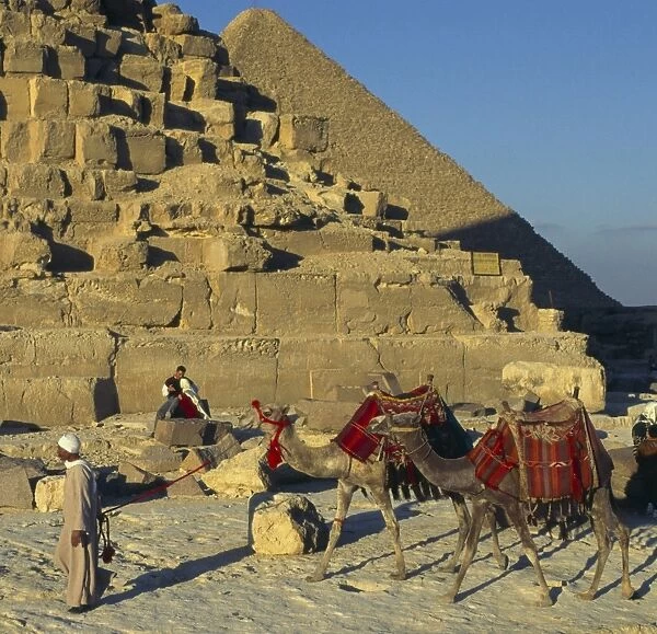 Bedouin and two camels passing by the pyramids, Giza, UNESCO World Heritage Site