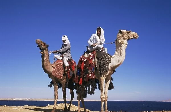 Bedouin and camels, Sinai, Egypt, North Africa, Africa