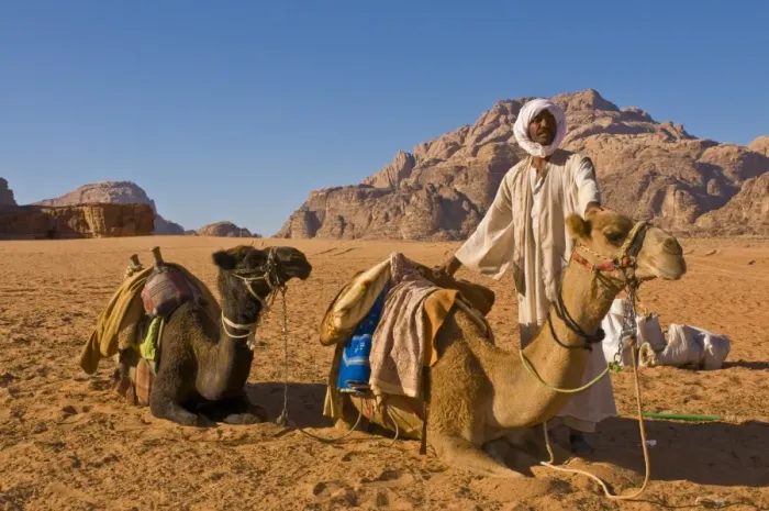 Framed Print : Bedouin with his camels in the stunning scenery of Wadi Rum, Jordan, Middle East Framed Print : Bedouin with his camels in the stunning scenery of Wadi Rum, Jordan, Middle East