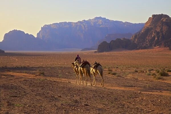Bedouin with camels, Wadi Rum, Jordan, Middle East