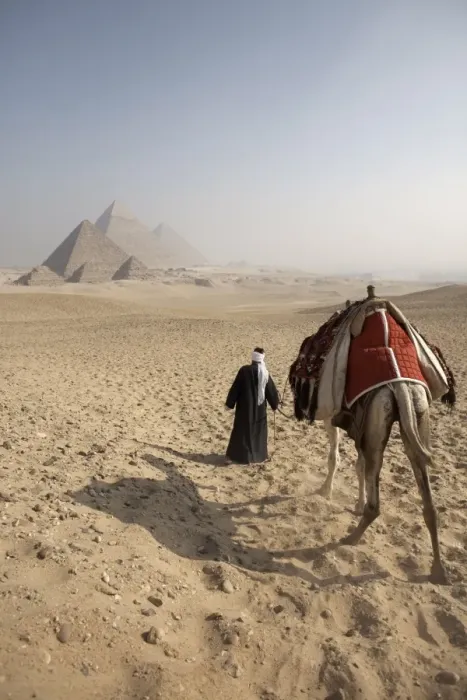 Framed Print : A Bedouin guide and camel approaching the Pyramids of Giza, UNESCO World Heritage Site Framed Print : A Bedouin guide and camel approaching the Pyramids of Giza, UNESCO World Heritage Site