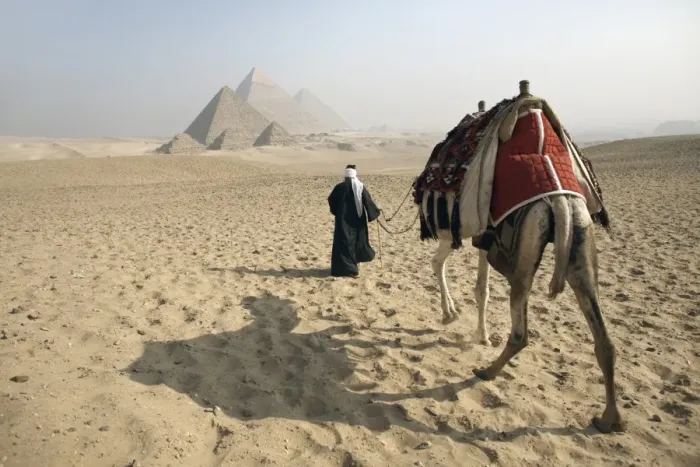 Framed Print : A Bedouin guide and camel approaching the Pyramids of Giza, UNESCO World Heritage Site, Cairo, Egypt, North Africa Framed Print : A Bedouin guide and camel approaching the Pyramids of Giza, UNESCO World Heritage Site, Cairo, Egypt, North Africa