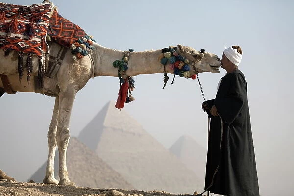 A Bedouin guide with his camel, overlooking the Pyramids of Giza, UNESCO World Heritage Site