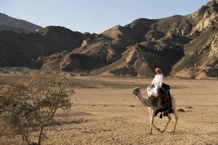 Framed Print : Bedouin man riding camel, Sinai, Egypt, North Africa, Africa Framed Print : Bedouin man riding camel, Sinai, Egypt, North Africa, Africa