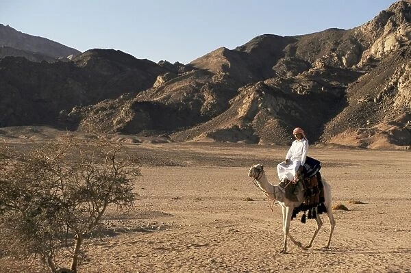 Bedouin man riding camel, Sinai, Egypt, North Africa, Africa