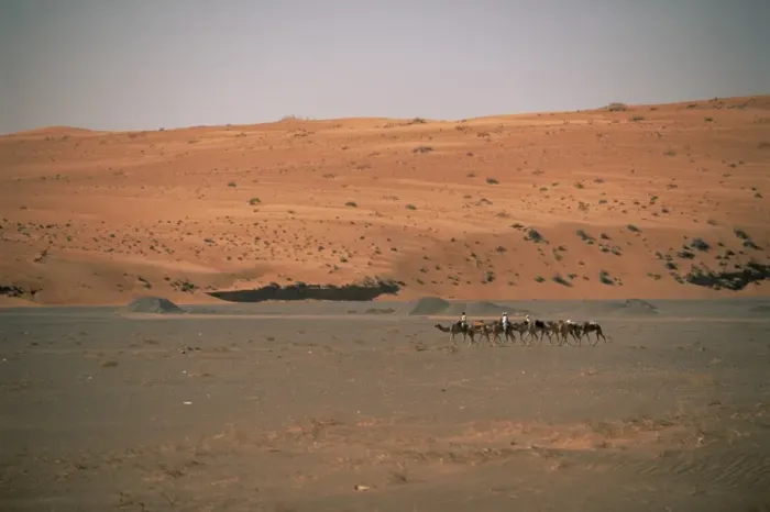 Framed Print : Bedouins and camels in the desert Framed Print : Bedouins and camels in the desert