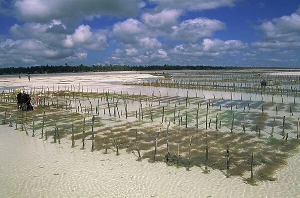 Beds of seaweed, an export crop, Jambiani Beach, Zanzibar, Tanzania, East Africa, Africa