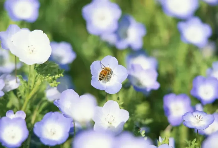Framed Print : Bee collecting nectar from a spring wild flower Framed Print : Bee collecting nectar from a spring wild flower