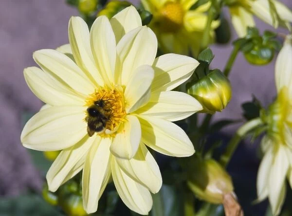 Bee feeding on yellow flower