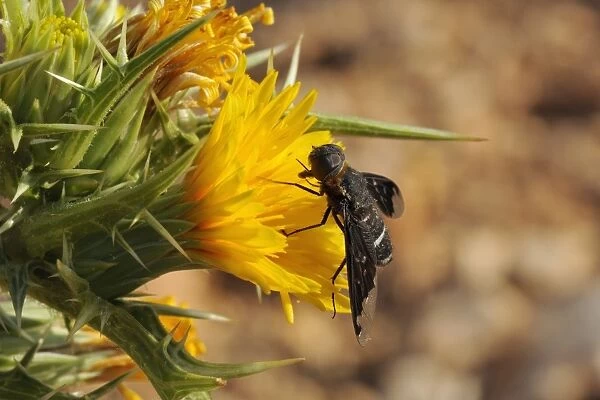 Bee fly (Hemipenthes velutina) feeding from spiny sow thistle (Sonchus asper) flower in scrubland, Zadar province, Croatia, Europe