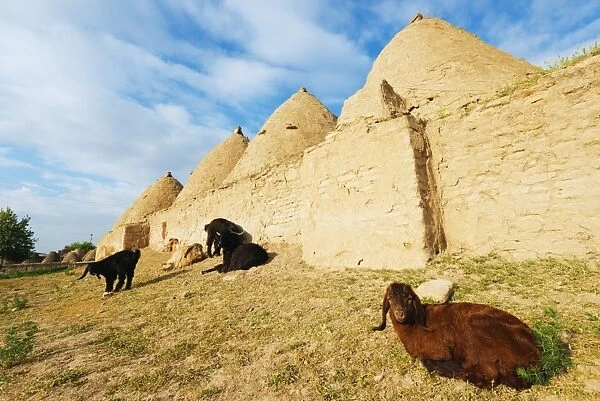 Bee-hive mud brick houses and goats, village of Harran, Anatolia, Turkey, Asia Minor