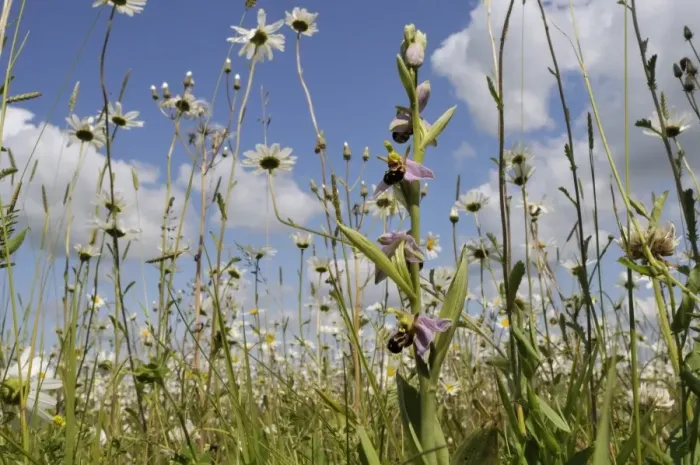 Framed Print : Bee orchid (Ophrys apifera) flowering in hay meadow alongside ox-eye daisies (marguerites) (Leucanthemum vulgare), Wiltshire, England, United Kingdom, Europe Framed Print : Bee orchid (Ophrys apifera) flowering in hay meadow alongside ox-eye daisies (marguerites) (Leucanthemum vulgare), Wiltshire, England, United Kingdom, Europe