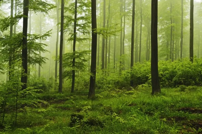 Framed Print : Beech forest, Erzgebirge, Saxony, Germany, Europe Framed Print : Beech forest, Erzgebirge, Saxony, Germany, Europe