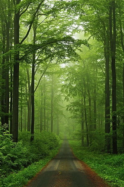 Beech forest, Erzgebirge, Saxony, Germany, Europe