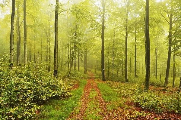 Beech forest and morning fog, Hunsrueck, Rhineland-Palatinate, Germany, Europe