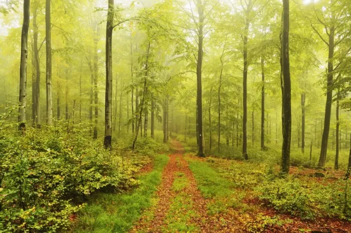 Framed Print : Beech forest and morning fog, Hunsrueck, Rhineland-Palatinate, Germany, Europe Framed Print : Beech forest and morning fog, Hunsrueck, Rhineland-Palatinate, Germany, Europe