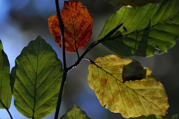 Beech leaves, Cansiglio, Veneto, Italy, Europe