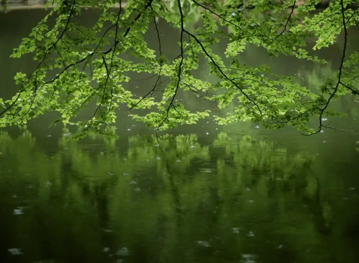 Framed Print : Beech leaves over lake, Waggoners Wells, Grayshot, Surrey, England, United Kingdom Framed Print : Beech leaves over lake, Waggoners Wells, Grayshot, Surrey, England, United Kingdom